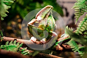 The veiled chameleon Chamaeleo calyptratus. Other common names include cone-head chameleon and Yemen chameleon