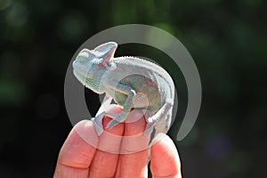 Veiled chameleon Chamaeleo calyptratus resting on a branch in its habitat