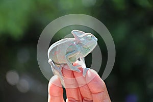 Veiled chameleon Chamaeleo calyptratus resting on a branch in its habitat