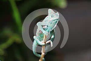 Veiled chameleon Chamaeleo calyptratus resting on a branch in its habitat