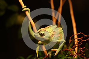 Veiled chameleon Chamaeleo calyptratus resting on a branch in its habitat