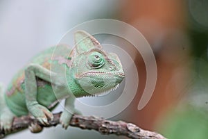 Veiled chameleon Chamaeleo calyptratus resting on a branch in its habitat