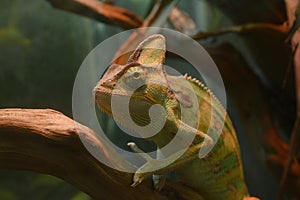 Veiled chameleon, Chamaeleo Calyptratus, sitting on a branch of a tree in a terrarium of a zoo