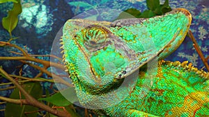 The veiled chameleon Chamaeleo calyptratus is a species of chameleon Chamaeleonidae native to the Arabian Peninsula in Yemen