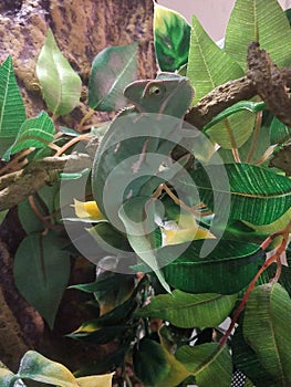 Veiled Chameleon climbing