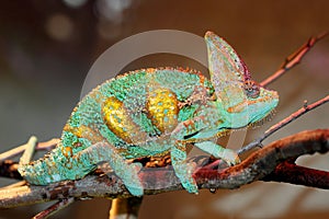 Veiled chameleon