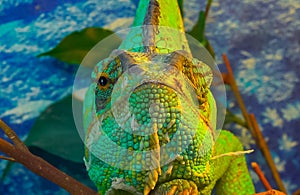 The veiled chameleon, cone-head (Chamaeleo calyptratus