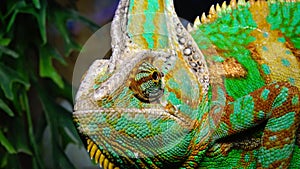 The veiled chameleon, cone-head Chamaeleo calyptratus