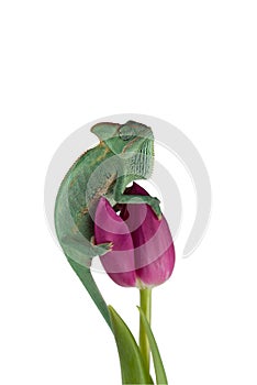 Veiled Chameleon on a flower isolated on white background