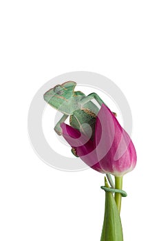 Veiled Chameleon on a flower isolated on white background