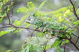 Veiled Chameleon hiding on a branch.