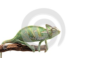 Veiled Chameleon isolated on white background