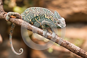 A veiled chameleon lizard