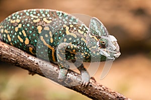 A veiled chameleon lizard