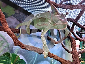 A Veiled Chameleon Lizard Shedding Its Skin