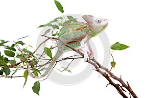 The veiled chameleon piebald, Chamaeleo calyptratus, male photo