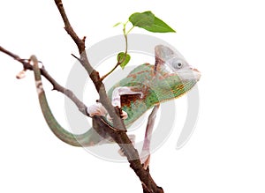 The veiled chameleon piebald, Chamaeleo calyptratus, male photo