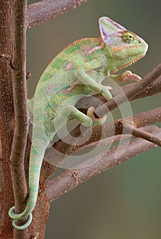 Velado camaleón en un árbol 2 