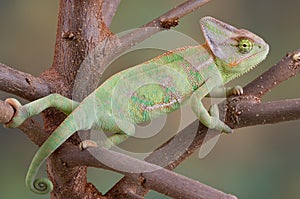 Veiled Chameleon in Tree