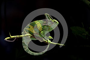 Veiled chameleon