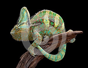 Veiled Chameleon on wood