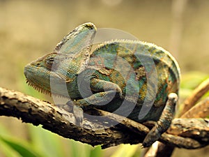 Veiled chameleon from yemen, united arab emirates