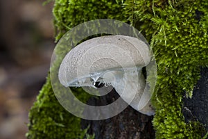Veiled oyster mushroom, Pleurotus dryinus, growing on a tree trunk. Autumn in Spain