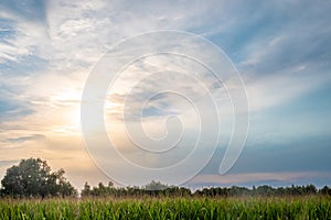 Veiled Sunset: Soft Light Over Corn Field