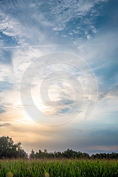 Veiled Sunset: Soft Light Over Corn Field