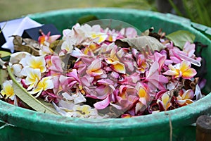 Veiled and unbreakable frangipani flower petals - tropical debris