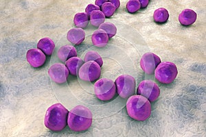 Veillonella bacteria, gram-negative anaerobic cocci