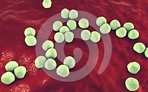 Veillonella bacteria, gram-negative anaerobic cocci