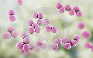 Veillonella bacteria, gram-negative anaerobic cocci