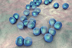 Veillonella bacteria, gram-negative anaerobic cocci