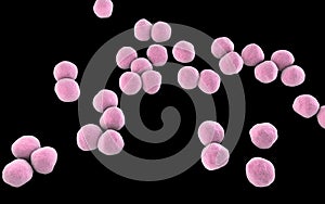 Veillonella bacteria, gram-negative anaerobic cocci