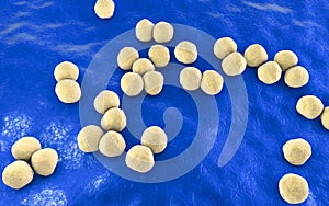 Veillonella bacteria, gram-negative anaerobic cocci