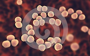 Veillonella bacteria, gram-negative anaerobic cocci photo