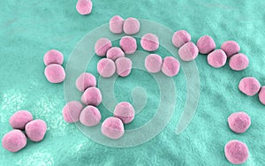 Veillonella bacteria, gram-negative anaerobic cocci photo