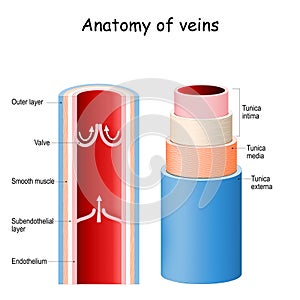 Vein anatomy