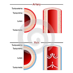 Vein and Artery anatomy. comparison and difference