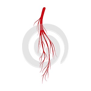 Vein of human vector cartoon icon. Vector illustration artery of blood on white background. Isolated cartoon illustration icon of