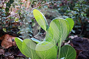 VEINED GREEN LEAVES OF CAULIFLOWER SEEDLINGS