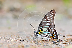 Veined Jay butterfly