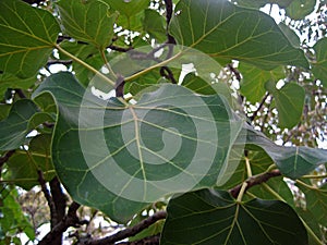 A VEINED LEAF OF LARGE-LEAVED ROCK FIG ON A TREE