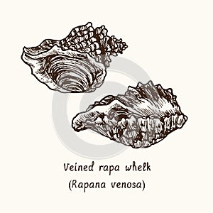 Veined rapa whelk Rapana venosa couple. Ink black and white doodle drawing in woodcut style