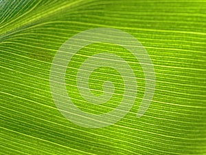 Veining of bright green leaf macro image