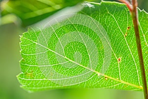 Veins of Amelanchier alnifolia - Backlit Leaf