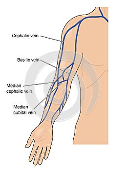 Veins of the arm