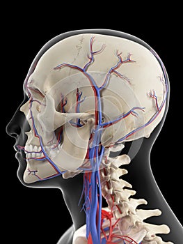 The veins and arteries of the head