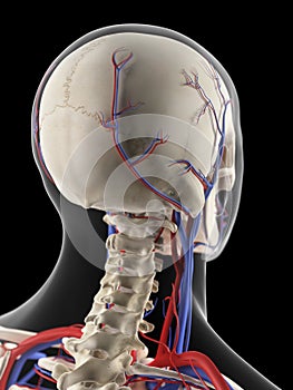 The veins and arteries of the head